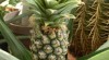 tropichukvaldy.cz 484209_t.jpg