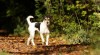 Parson Russel Terrier - štěňata s PP 484406_t.jpg