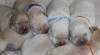 Labrador retiever žlutá s PP+chesapeake čoko pes 484553_t.jpg