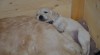 Golden Retriever šteniatka s preukazom pôvodu 484918_t.jpg