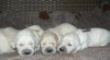 Zlatý retrívr - golden retriever s PP štěňata 485101_t.jpg