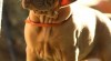 Maďarský ohař - Vizsla - štěňátka s PP 485143_t.jpg
