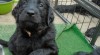 Flat coated retriever s PP 485229_t.jpg