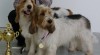 VELKÝ VENDEÉSKÝ BASSET- štěňata s PP, čip, PET Passport 485746_t.jpg