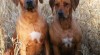 Rhodesian ridgeback s PP 487175_t.jpg