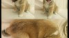 Štěňátka Akita Inu 487648_t.jpg