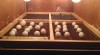 Hand fed, tamed, trained babies and adults parrots and fertilized eggs for sale 487719_t.jpg