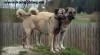 Anatolský pastevecký pes - Kangal 487847_t.jpg