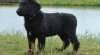Hovawart s PP 487896_t.jpg