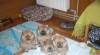 Pomeranian 488508_t.jpg