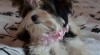 Fenka Biewer Yorkshirký Terrier s PP 488567_t.jpg