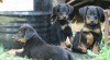 Chov. stanice OLIVÍN - Beauceron 488842_t.jpg