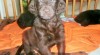 Flat coated retriever hněda s PP 488885_t.jpg