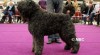 Bouvier des Flandres 489244_t.jpg