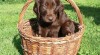 Flat coated retriever 489278_t.jpg