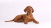 Maďarský ohař - štěňata Vizsla s PP 489316_t.jpg