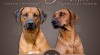 Rhodesian ridgeback s PP (FCI) 491044_t.jpg