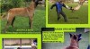 Belgický ovčák Malinois - štěňata prodej 491263_t.jpg