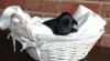 Štěňata Flat Coated Retrievera – špičkové spojení! 491360_t.jpg