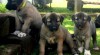 Anatolský pastevecký pes - Kangal 491371_t.jpg