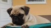 MOPS 491711_t.jpg