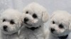 Bišonek - Bichon Frisé 491951_t.jpg