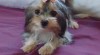 Biewer yorkshire terrier - fenečka s PP 491960_t.jpg