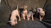Kanadský Sphynx s PP 492145_t.jpg
