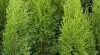 Thuja occ. „Smaragd“ -podzimní akce-kontejnerované 492187_t.jpg