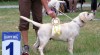 Štěně labradorského retrívra s PP 492779_t.jpg