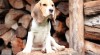 Beagle / Bígl / štěně s PP 492905_t.jpg