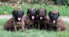 Briard - plavá štěňátka 492920_t.jpg