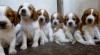 Štěňata Welsh springer spaniel 492989_t.jpg