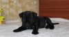 Cane Corso s PP 494506_t.jpg