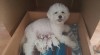 Bišonek - Bichon Frisé 494539_t.jpg