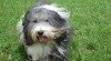 Bearded collie 494596_t.jpg