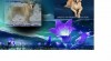 Golden retriever (Zlatý retriever) - štěně s PP 494674_t.jpg