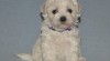 Bichon frisé - Bišonek štěňata 495066_t.jpg