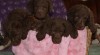 Chesapeake bay retriever s PP (podobný jako labrador) 495153_t.jpg