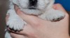West highland white terrier (westík)- štěňata s PP 495599_t.jpg