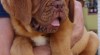 Dogue de bordeaux - krásná štěňátka s průkazem původu 495732_t.jpg