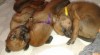 Rhodéský ridgeback- štěňata 495739_t.jpg