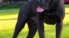 Cane corso štěňata 495886_t.jpg
