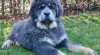 Tibetská doga-štěňátka narozená 8.11.2016 496016_t.jpg