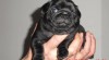 Mops černý - štěňata s PP 496131_t.jpg