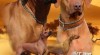 Štěňátka Rhodesian ridgeback s PP 496170_t.jpg
