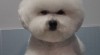 Bišonek - Bichon frisé 496255_t.jpg