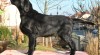 Flat Coated Retriever štěňata – Vynikající spojení! 496284_t.jpg