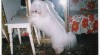 Coton de Tulear bez PP po předcích s PP 496288_t.jpg