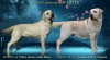 Labradorský retriever - štěňátka s PP 496373_t.jpg